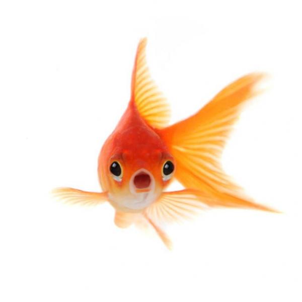Petit jeu poisson rouge - CREE asbl